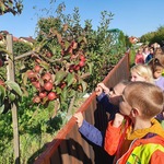 Grupa dzieci patrzy na czerwone jabłuszka na jabłonce.JPG