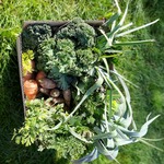 Pudełko z warzywami.jpg