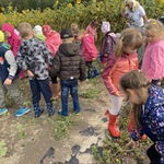 Dzieci zbierają warzywa.JPG